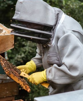 Bee Protective Clothing & Tools